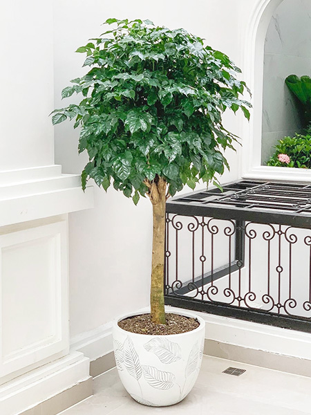 Chậu cây hạnh phúc 1 thân